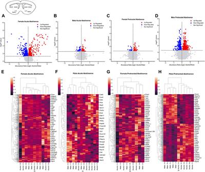 The impact of abstinence from chronic alcohol consumption on the mouse striatal proteome: sex and subregion-specific differences